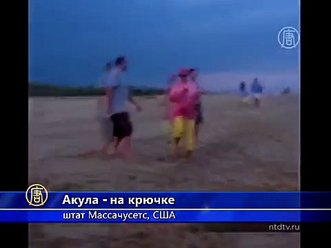 Рыбак поймал акулу и руками вытащил её на берег (новости)