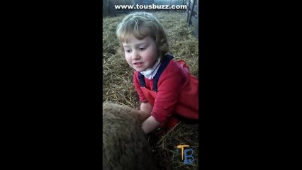 Une fillette de 3 ans met à bas une brebis dans une étable