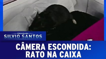 Câmeras Escondidas - Rato na Caixa de Sapato