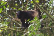 Restringen paso a reserva natural por masiva muerte de monos aulladores