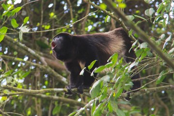 Restringen paso a reserva natural por masiva muerte de monos aulladores
