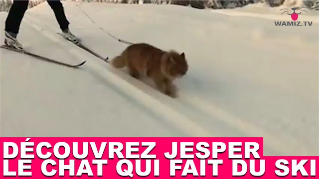 Découvrez Jesper, le chat qui fait du ski ! Tout de suite dans la minute chat #138