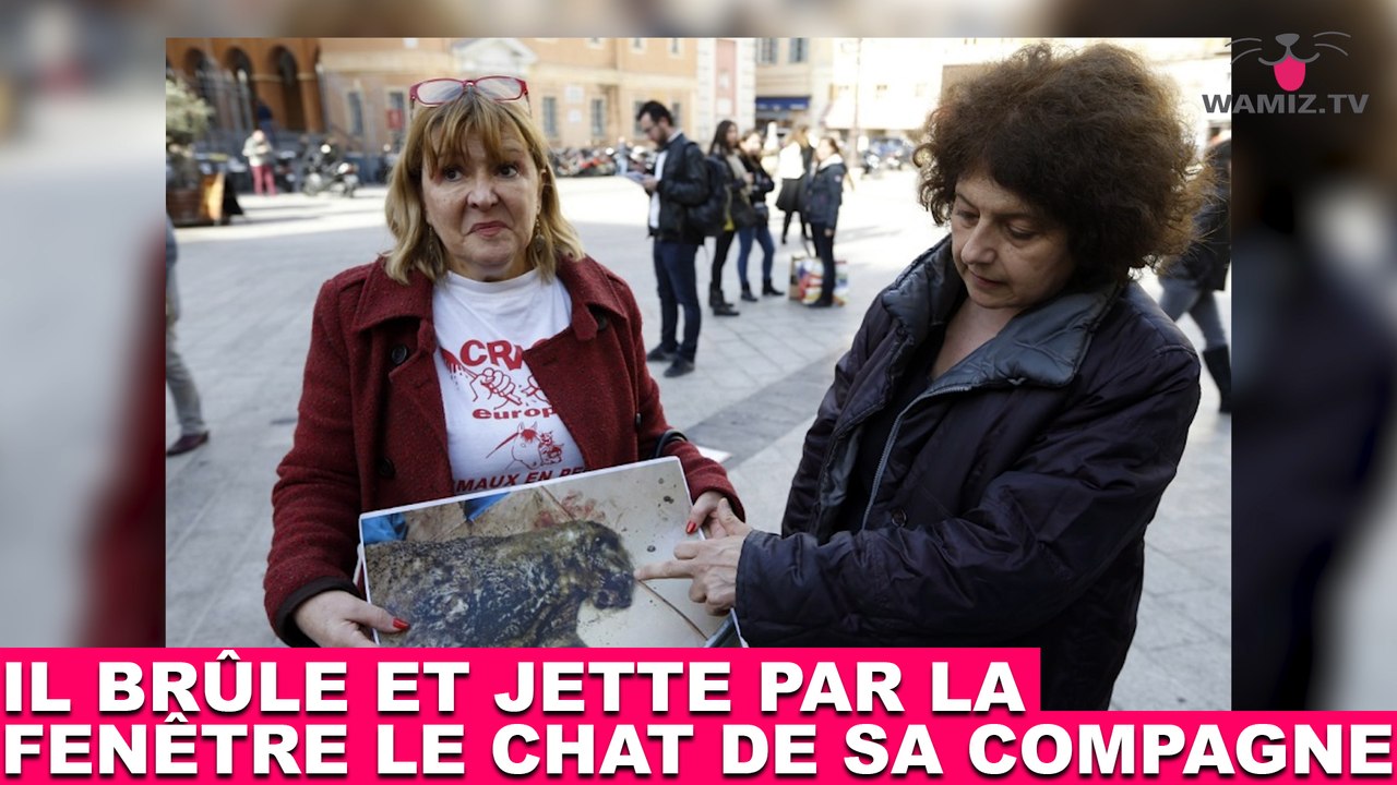 Il brûle et jette par la fenêtre le chat de sa compagne ! L'histoire dans la minute chat #139