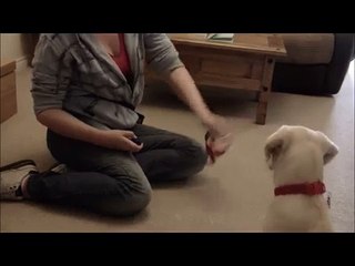 How To Teach Your Dog To Not Bite The Leash
