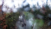 Entraînement chiens de traîneaux en Bretagne, dans la boue, février 2016