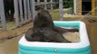 Two Baby Elephants in pool