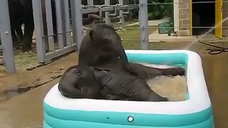 Two Baby Elephants in pool