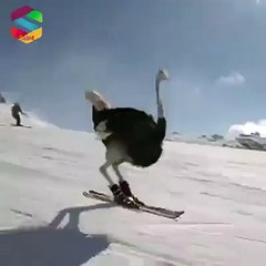Avestruces Esquiando