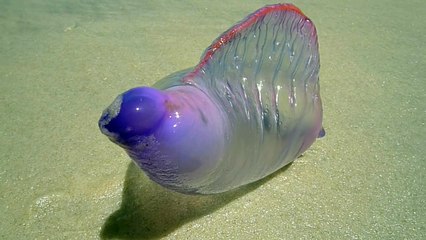 Si vous voyez ce truc sur une plage, vous ne devez SURTOUT PAS y toucher!