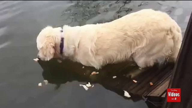 Watch Rani Catch A Fish Dog Catches Fish popularonyoutube