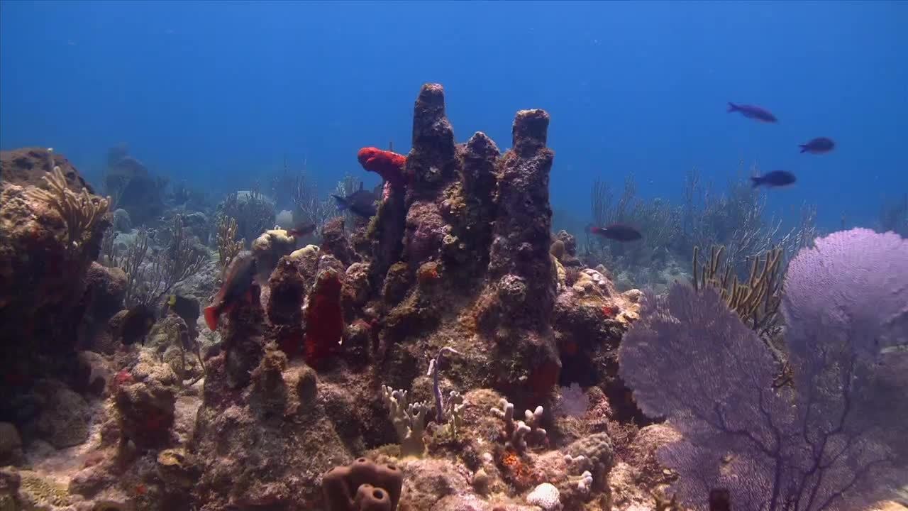 Diving