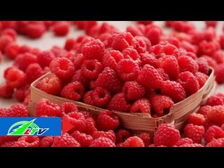 Sản xuất phúc bồn tử: Cái khó ló cái khôn! | LTV