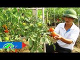 Phòng ngừa sâu bệnh hiệu quả trên cây cà chua | LTV