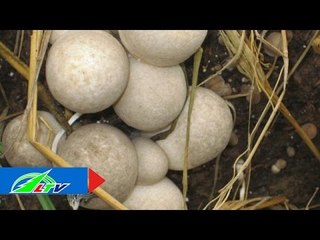 Bí quyết trồng nấm rơm thu lãi ròng | LTV