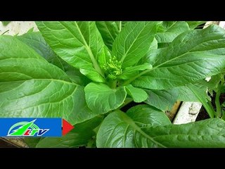 Cải ngọt: Ăn ngon, trồng dễ | LTV