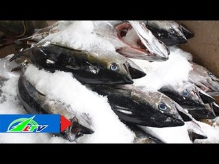 "Siêu" giấm biến cá ươn thành tươi trong chớp mắt | LTV