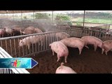 Ứng dụng nuôi lợn trên đệm lót sinh học | HDTV
