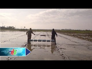 Kinh nghiệm diệt cỏ dại trên lúa gieo thẳng | HDTV