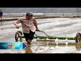 Nên dụng thuốc trừ cỏ nào cho lúa gieo thẳng? | HDTV