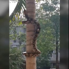 Snake coils its way up a tree