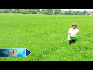 Kinh nghiệm xác định thời điểm bón phân đón đòng | HDTV