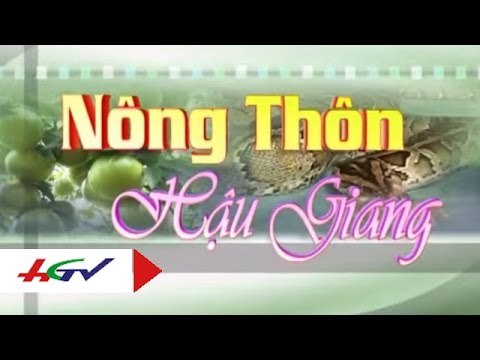 Hiệu quả kinh tế từ mô hình nuôi chồn hương | HGTV