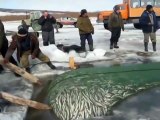 Вот это настоящая зимняя рыбалка! Рыбу пришлось Уралом вытаскивать из проруби!