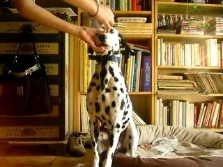 Ago rattrape un morceau de pain lol