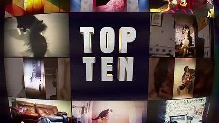 Who is Britain's Cleverest Cat- - Britain's Got Talent 2014