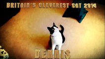 Britain's Cleverest Cat Compurrlation - Britain's Got Talent 2014