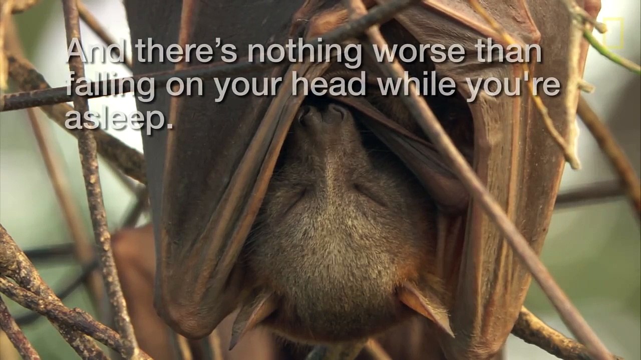 The Funny Ways That Animals Sleep