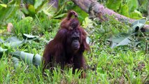 Curiosités Animales: Le Maniement D'outils, L'orang-Outan & Les Corvidés