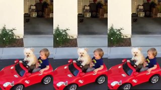 Funny Dog - Dog drives little Boy in car -