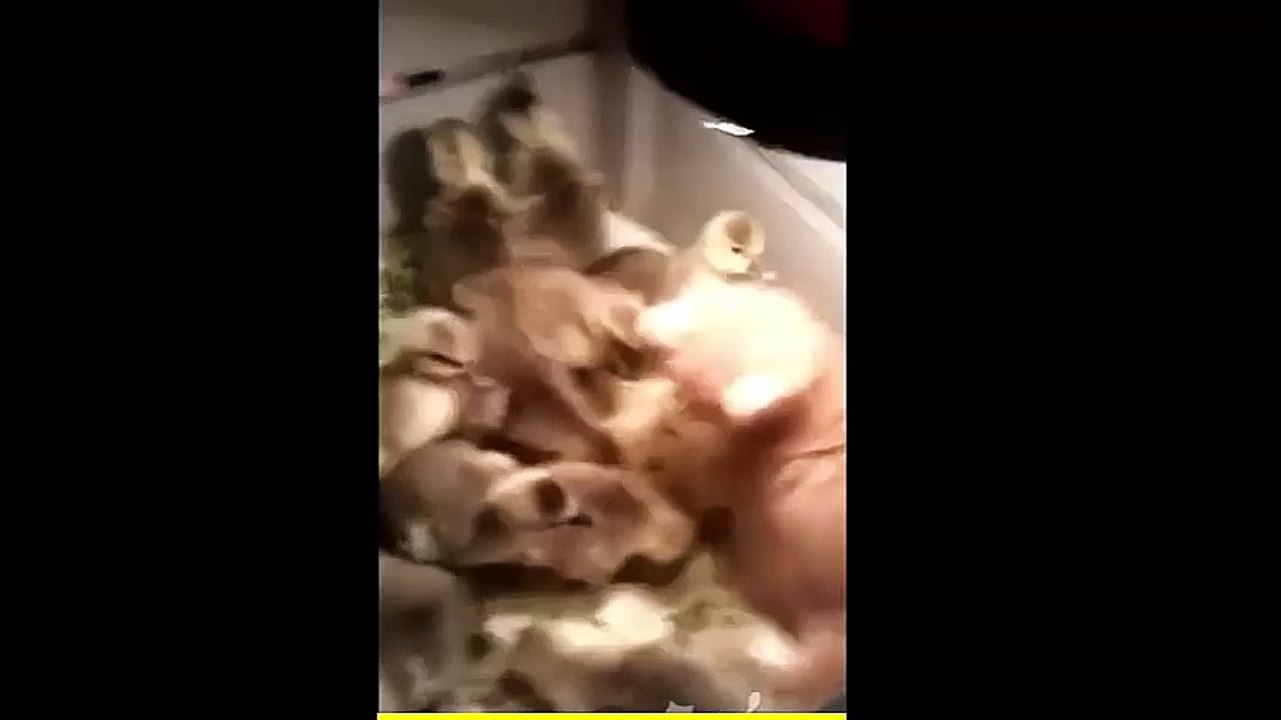 Funny cats - Funny cat Videos [Very Funny] Funny Cats Compilation