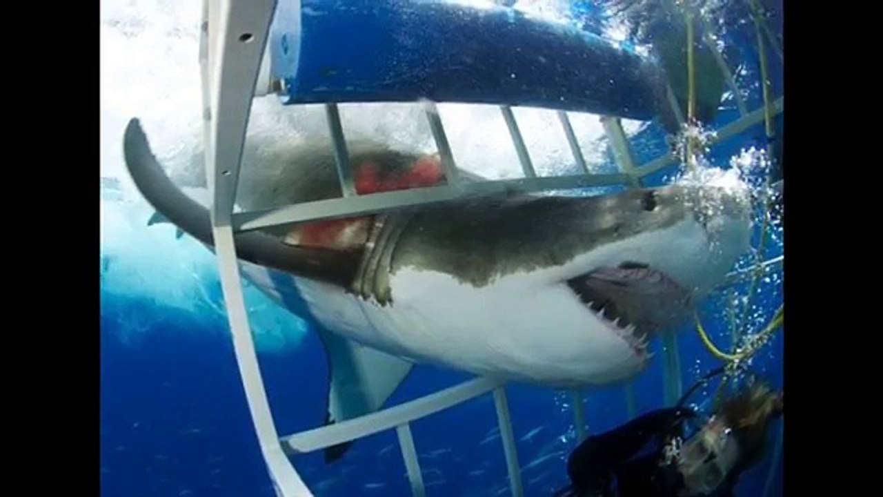 Real Megalodon Found - World's Biggest Shark Ever Found