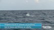 SLS Fish Facts - Dolphin v2