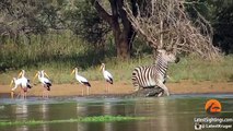 Zebra Escapes the Jaws of 2 Crocodiles