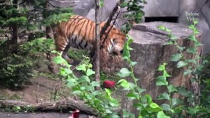 Zoo Leipzig - die Tiger Babys - cute Tiger Cubs