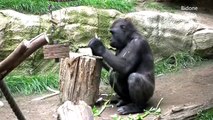 Zoo Leipzig - Gorillas   Monkeys