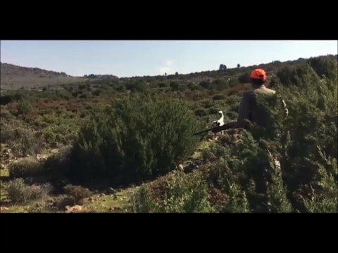 setter rüzgar ve keklik şarkısıyla güzel bir ferma