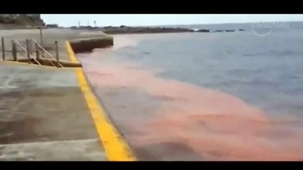 Beach turns Bloody red in Australia