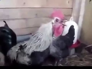 Петух кукарекает, пока хватает воздуха -)  Голосистый петух. Прикольный петух