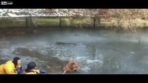 Rescue video  Firefighter Rescue Dog Trapped in Middle of Icy River