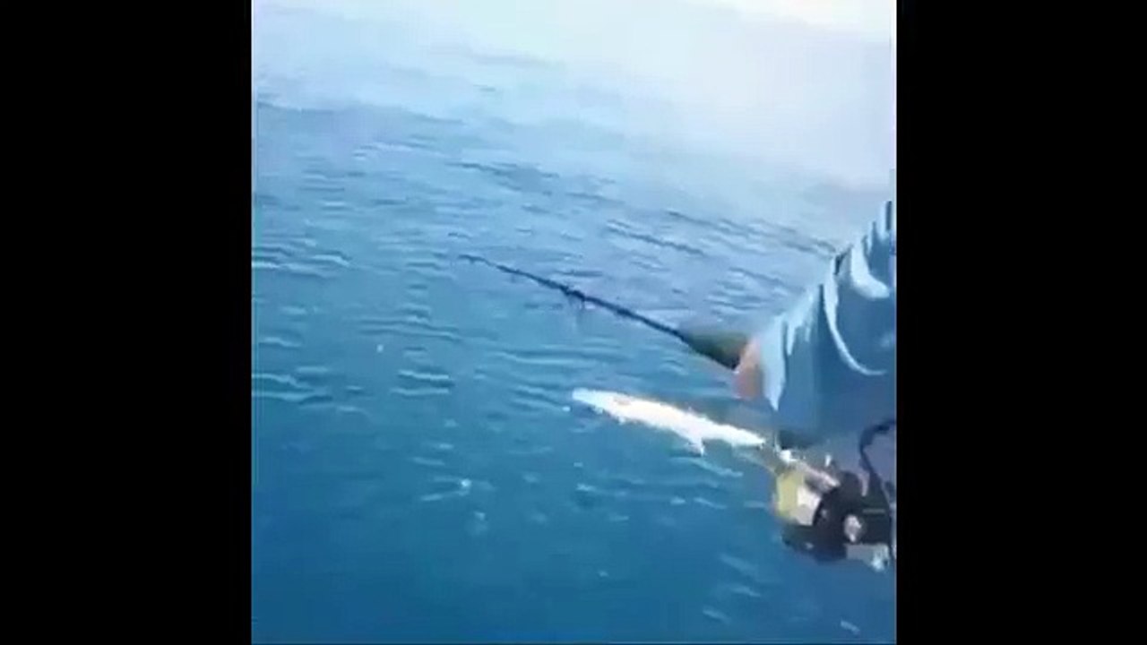 Shocking shark attack   Hunting for sharks is hazardous
