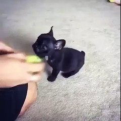 A puppy learns to fetch...