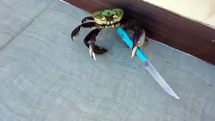 Un crabe armé d'un couteau menace un homme
