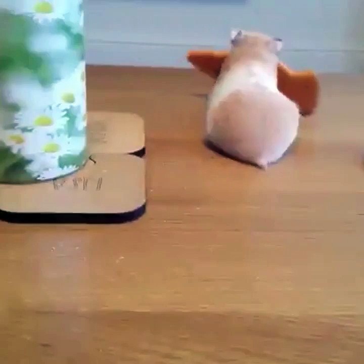 Anjing nyolong makanan hamster