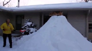 Хохма! -- Собачьи прыжки со снежной горки. Смешные животные
