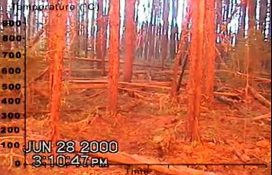 Лесной пожар изнутри
