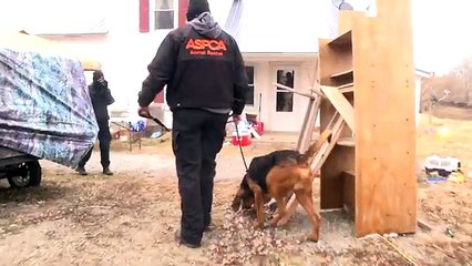 Ecco uno straordinario intervento, sono stati salvati tanti cani
